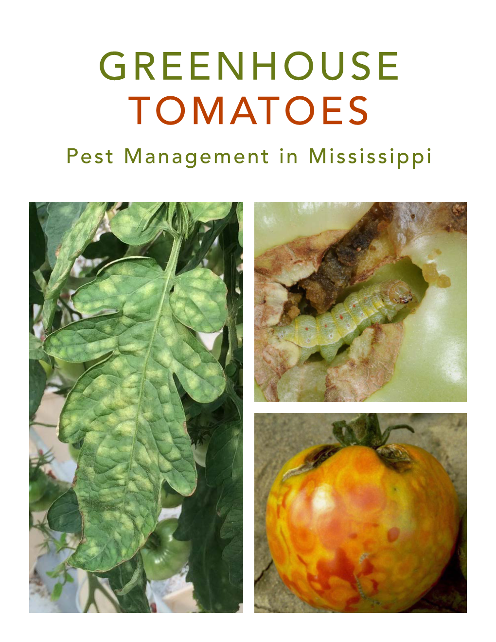 Greenhouse Tomatoes: Pest Management in Mississippi