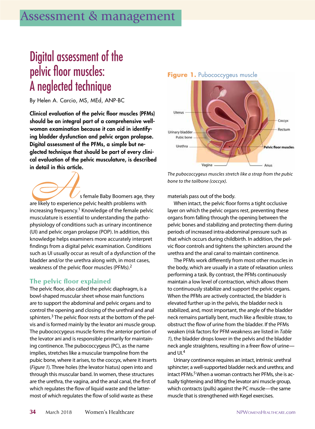 Digital Assessment of the Pelvic Floor Muscles: a Neglected Technique