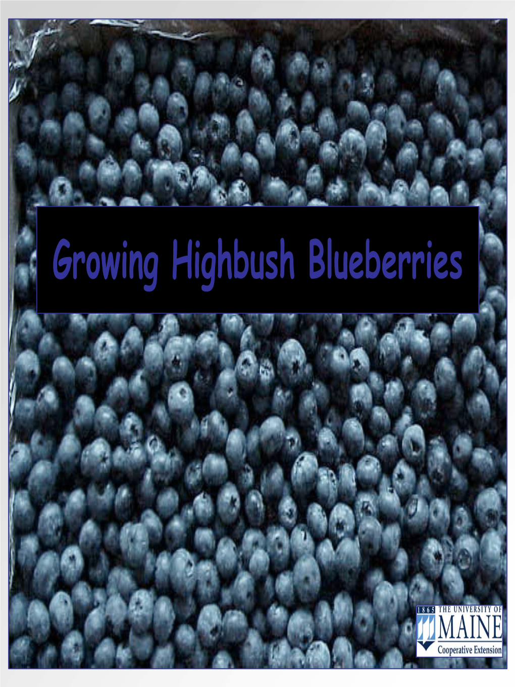 Growing Highbush Blueberries