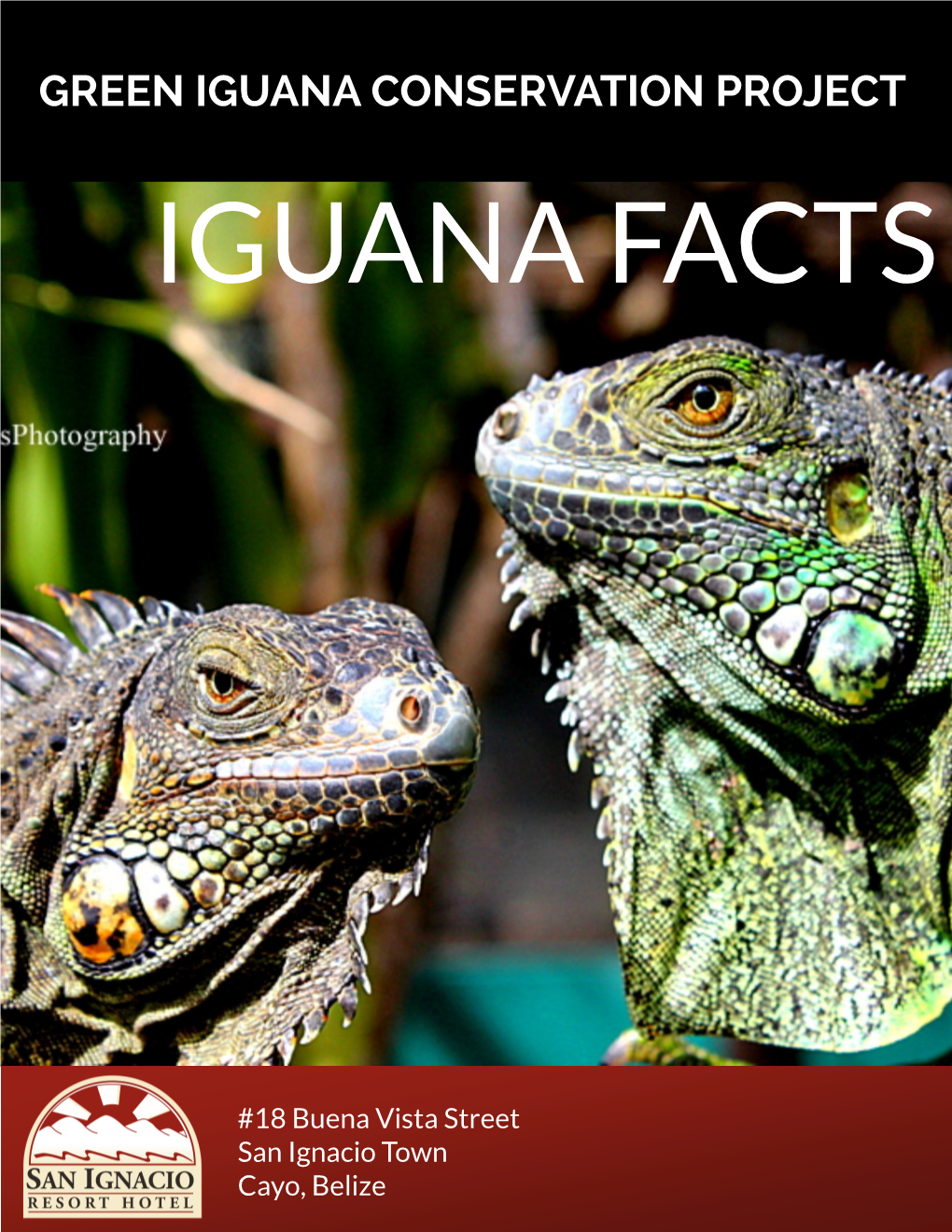 Green Iguana Conservation Project Iguana Facts