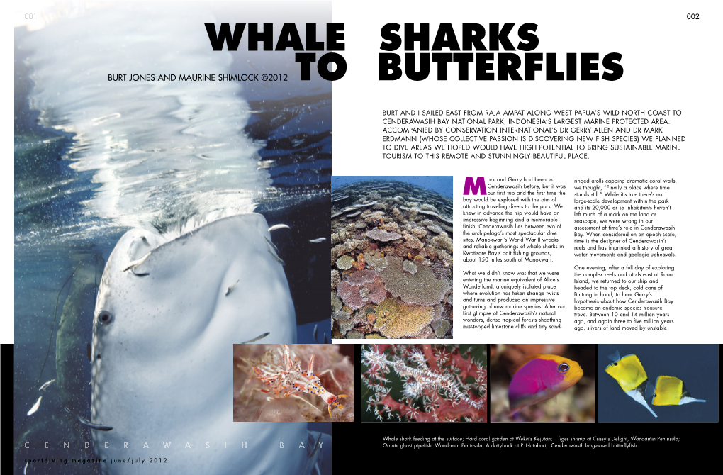 Whale Sharks to Butterflies