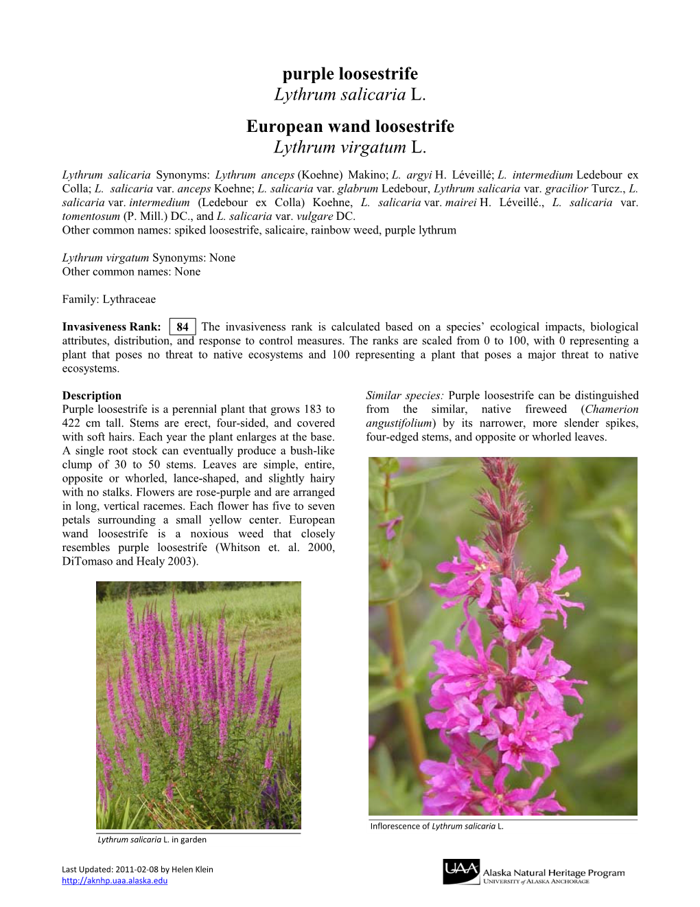 Purple Loosestrife Lythrum Salicaria L