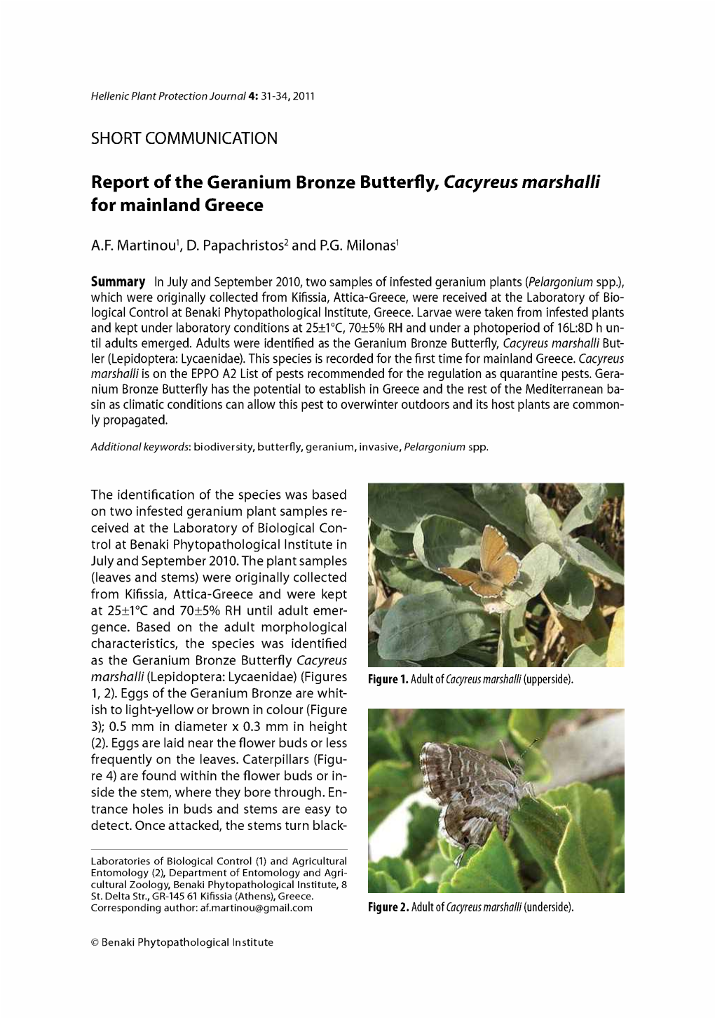 Report of the Geranium Bronze Butterfly, Cacyreus Marshalli for Mainland Greece