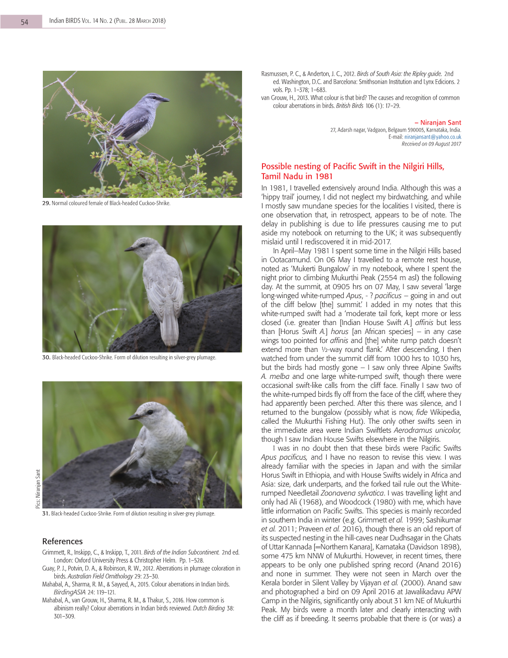 Possible Nesting of Pacific Swift in the Nilgiri Hills, Tamil Nadu in 1981 in 1981, I Travelled Extensively Around India