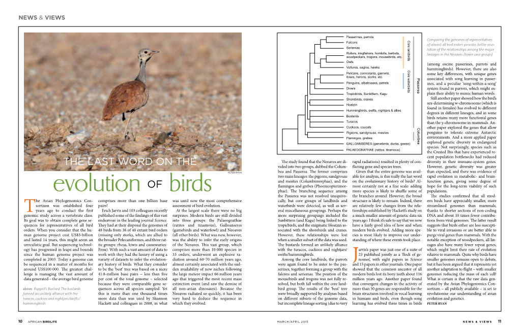 Evolution of Birds