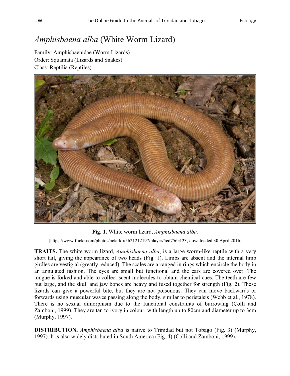 Amphisbaena Alba (White Worm Lizard)