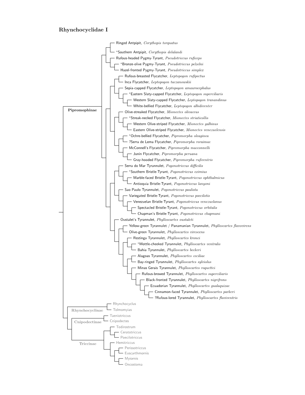 Rhynchocyclidae Species Tree