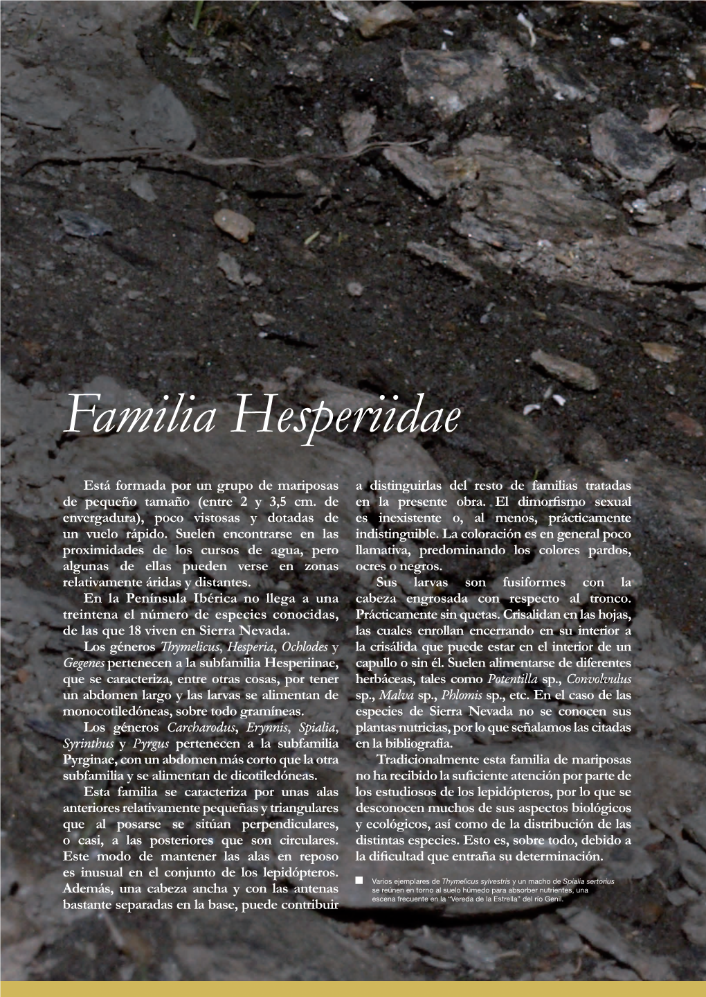 Familia Hesperiidae