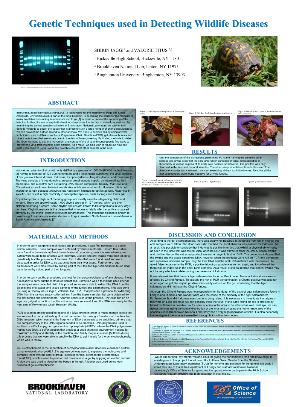 Developing Genetic Techniques to Detect Iridovirus and Chytrid in the Eastern Box Turtles and Salamanders at Brookhaven Nationa