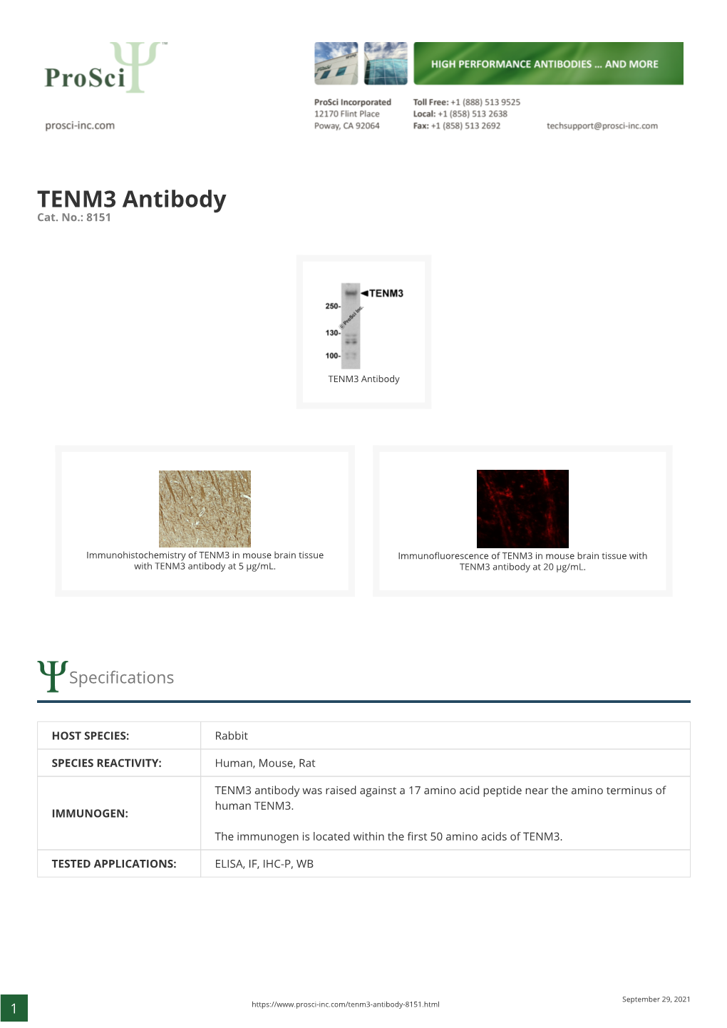 TENM3 Antibody Cat