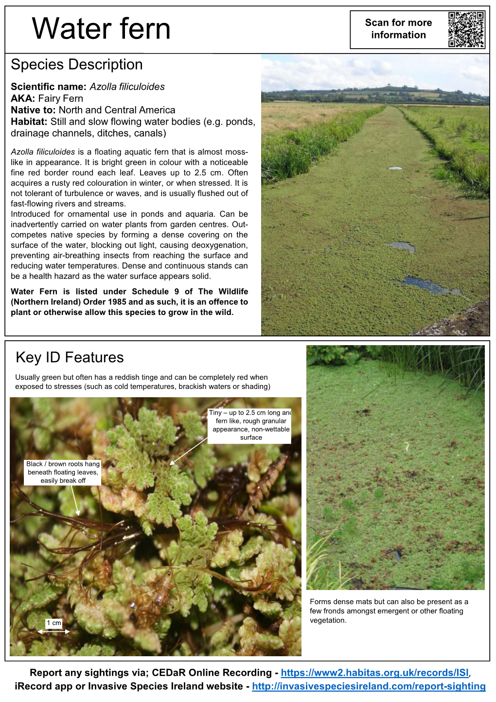 NIEA ID Guide Water Fern Azolla Filiculoides