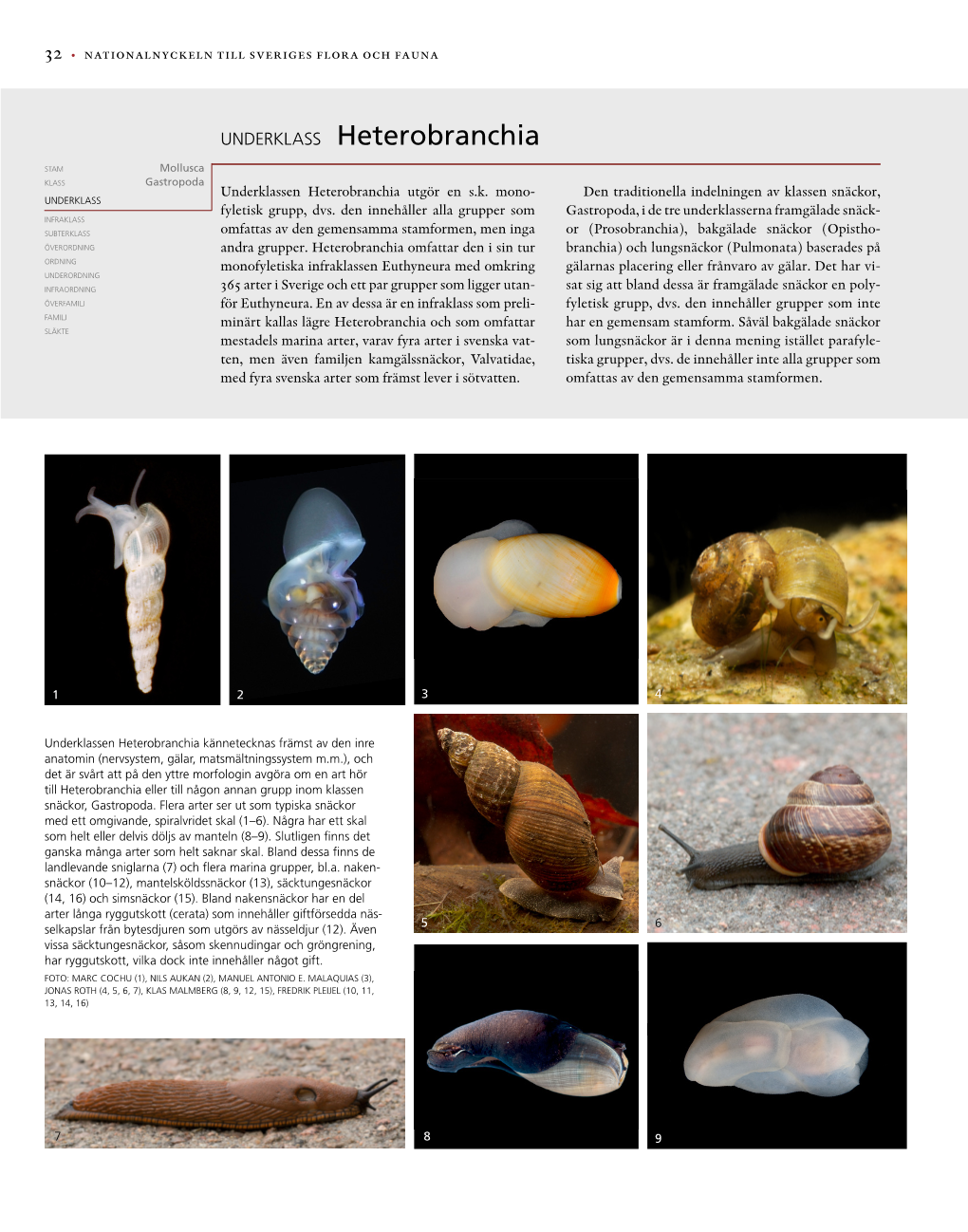 Underklass Heterobranchia Stam Mollusca Klass Gastropoda Underklassen Heterobranchia Utgör En S.K