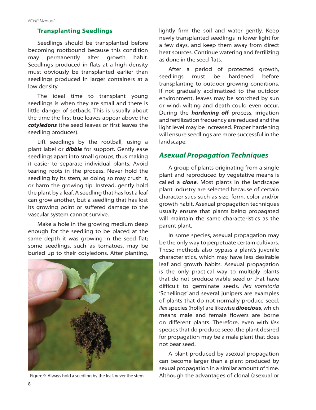 Asexual Propagation Techniques It Easier to Separate Individual Plants