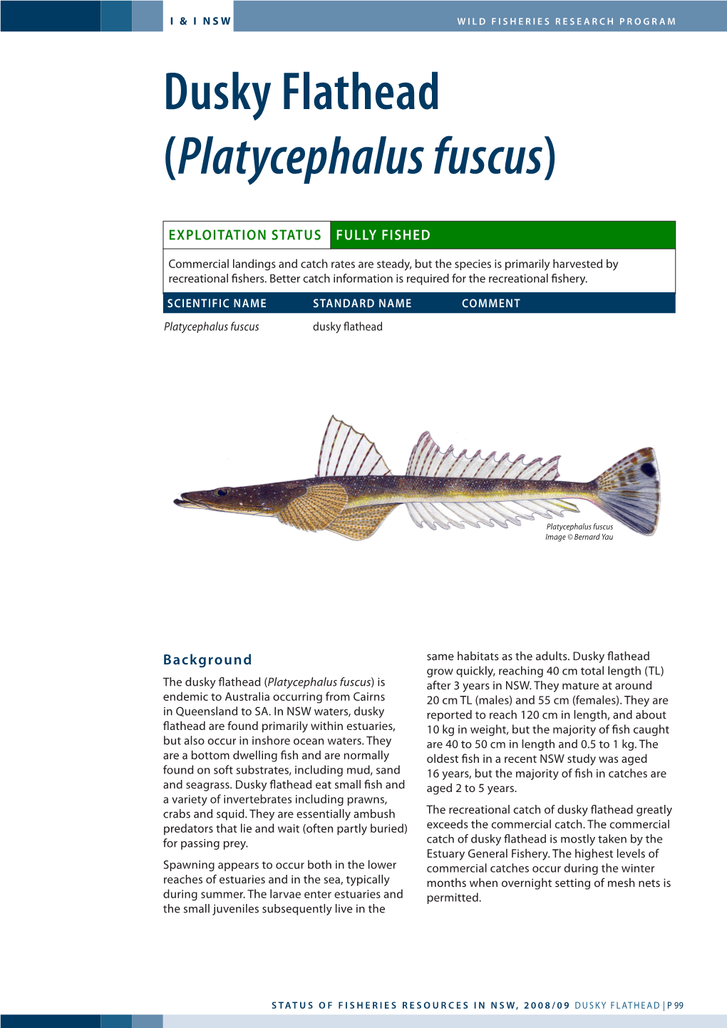 Dusky Flathead (Platycephalus Fuscus)