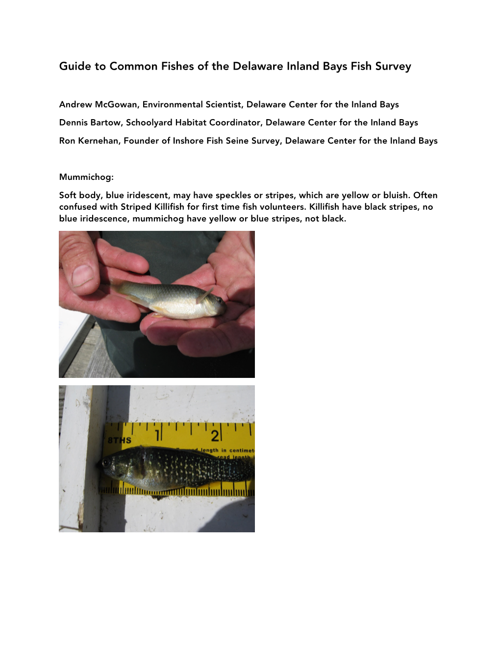 Guide to Common Fishes of the Delaware Inland Bays Fish Survey