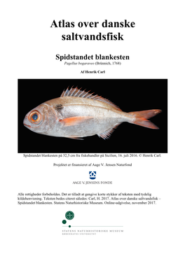 Atlas Over Danske Saltvandsfisk Spidstandet Blankesten