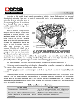 Cell Biology 19 According to This Model, the Cell Membrane Consists of a Highly Viscous Fluid Matrix of Two Layers of Phospholipid Molecules