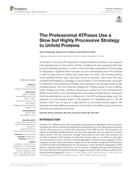 The Proteasomal Atpases Use a Slow but Highly Processive Strategy to Unfold Proteins