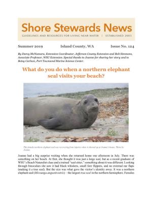 What Do You Do When a Northern Elephant Seal Visits Your Beach?