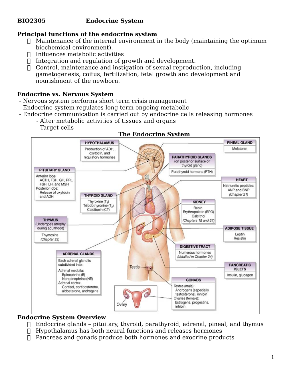 BIO2305 Endocrine System Principal Functions of The