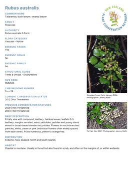 Rubus Australis