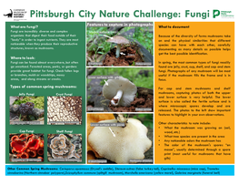 Pittsburgh City Nature Challenge: Fungi