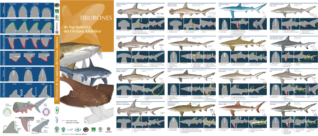 TIBURONES B D C B E D C B E De Sur América B A