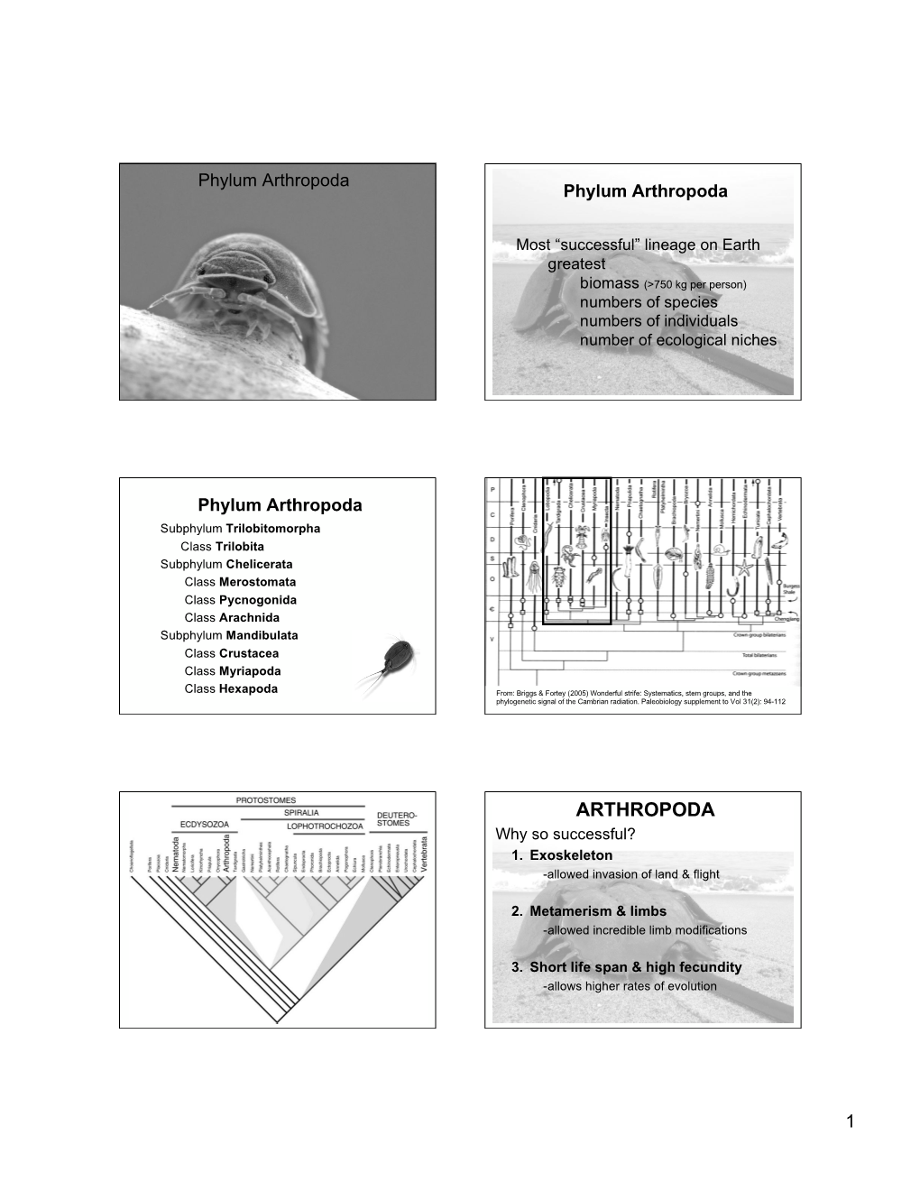 Arthropoda Phylum Arthropoda