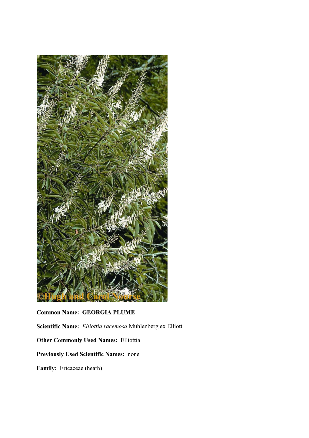 GEORGIA PLUME Scientific Name: Elliottia Racemosa Muhlenberg Ex