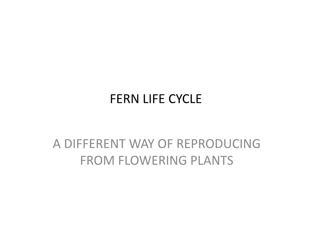 Fern Life Cycle