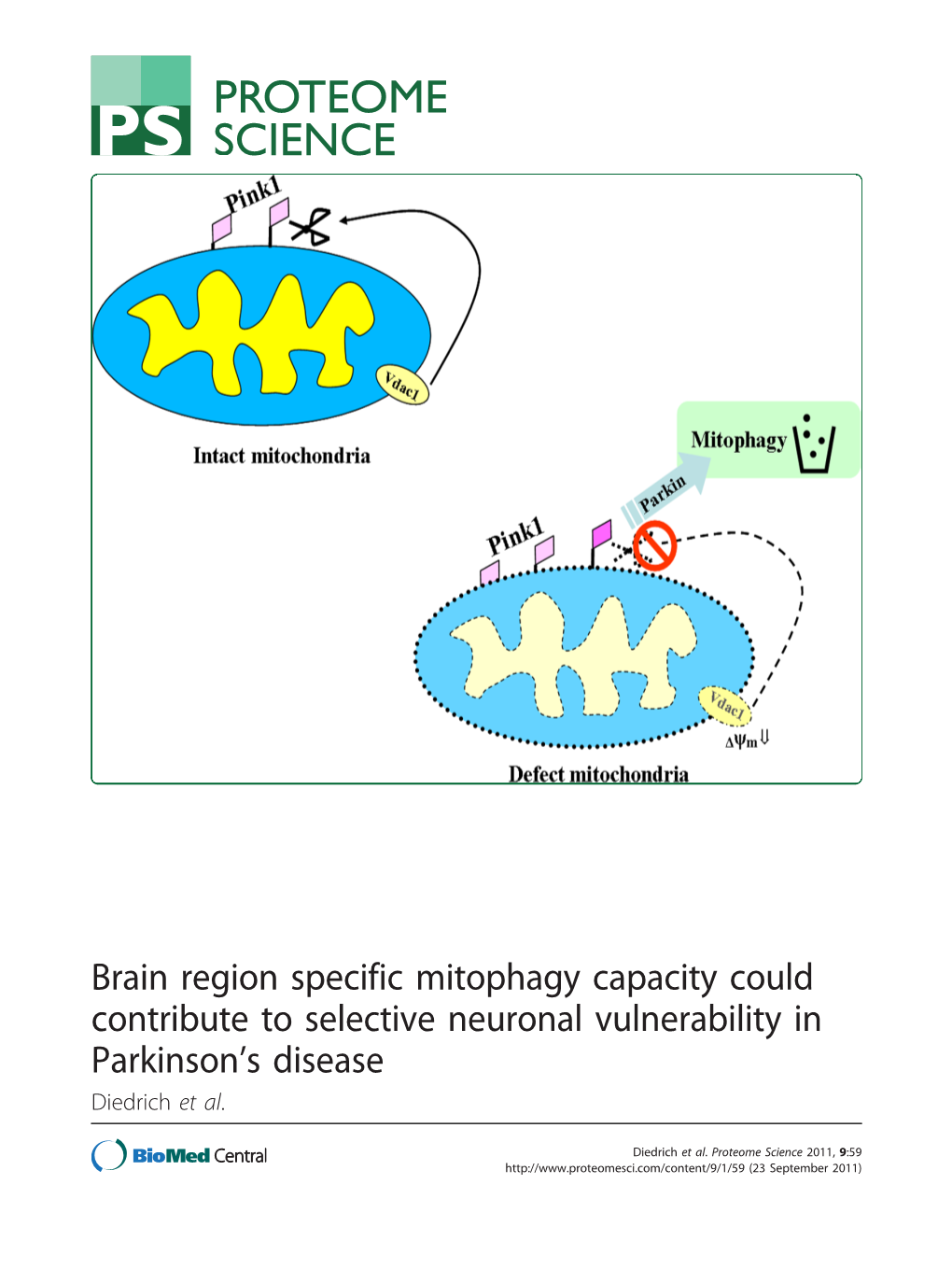 Brain Region Specific Mitophagy Capacity Could Contribute to Selective Neuronal Vulnerability in Parkinson’S Disease Diedrich Et Al