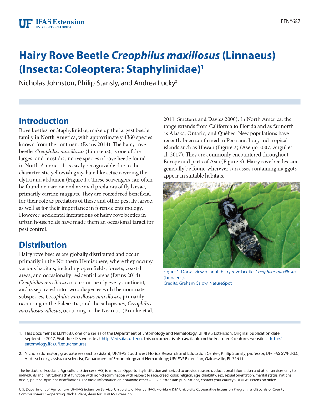 Hairy Rove Beetle Creophilus Maxillosus (Linnaeus) (Insecta: Coleoptera: Staphylinidae)1 Nicholas Johnston, Philip Stansly, and Andrea Lucky2