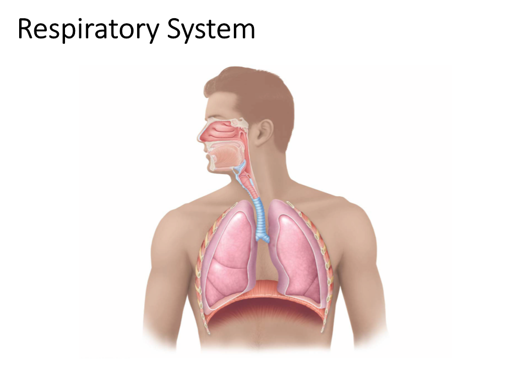 HSTA 2020 Circulatory System