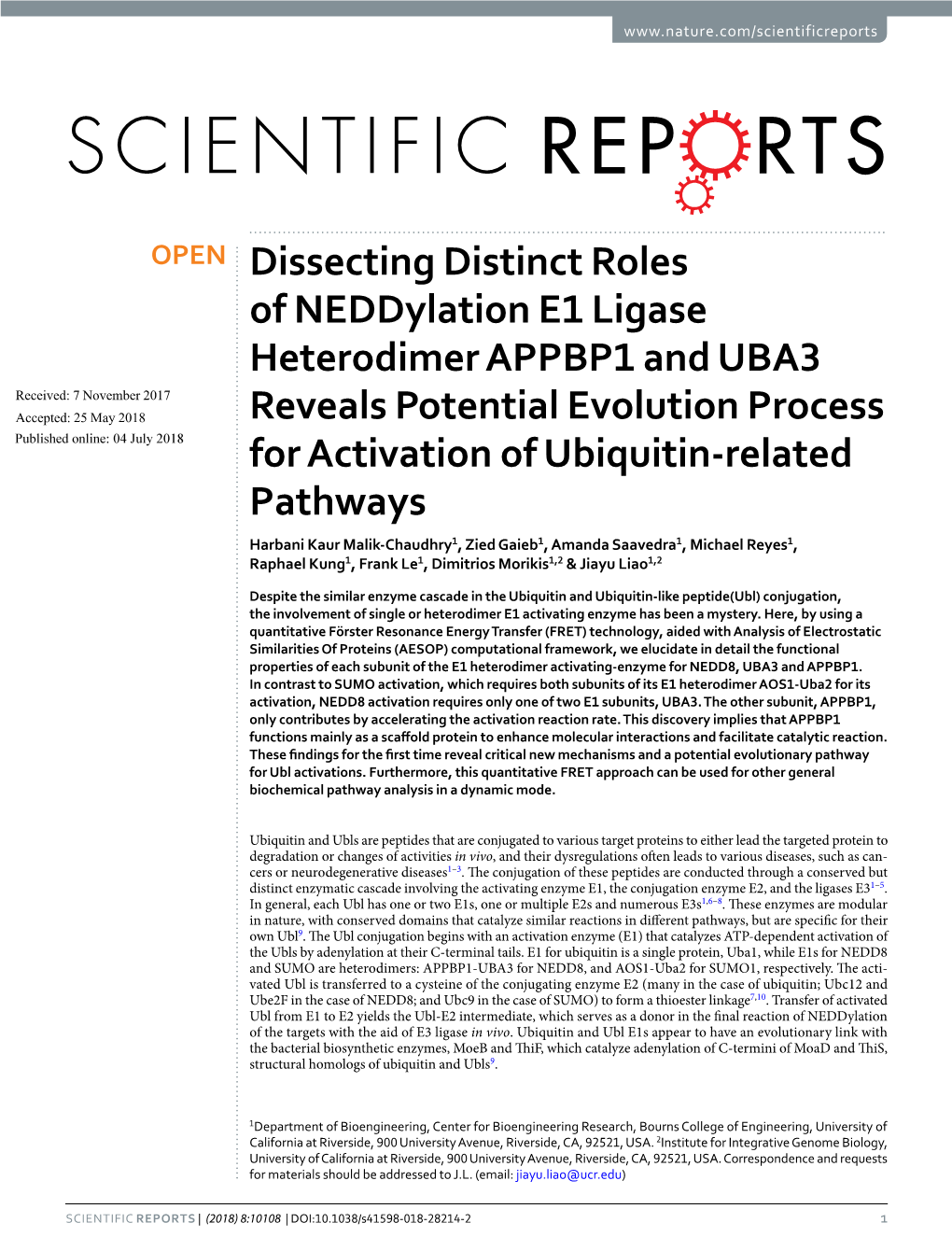 Dissecting Distinct Roles of Neddylation E1 Ligase