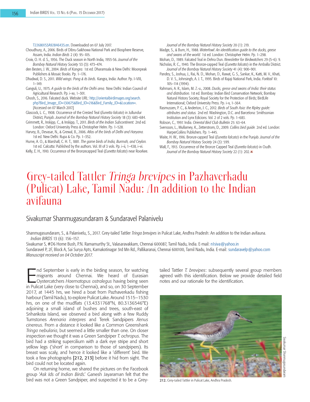 Grey-Tailed Tattler Tringa Brevipes in Pazhaverkadu (Pulicat) Lake, Tamil Nadu: an Addition to the Indian Avifauna