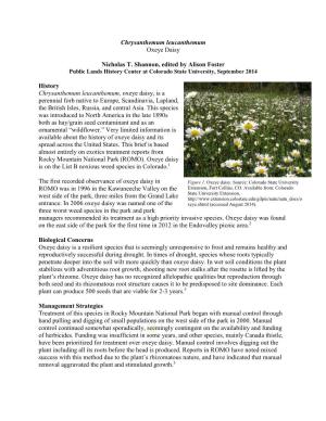 Chrysanthemum Leucanthemum Oxeye Daisy Nicholas T. Shannon