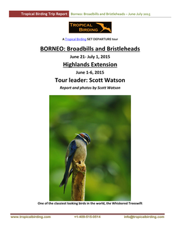 Borneo: Broadbills and Bristleheads – June-July 2015