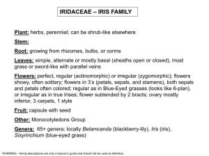 Iridaceae – Iris Family