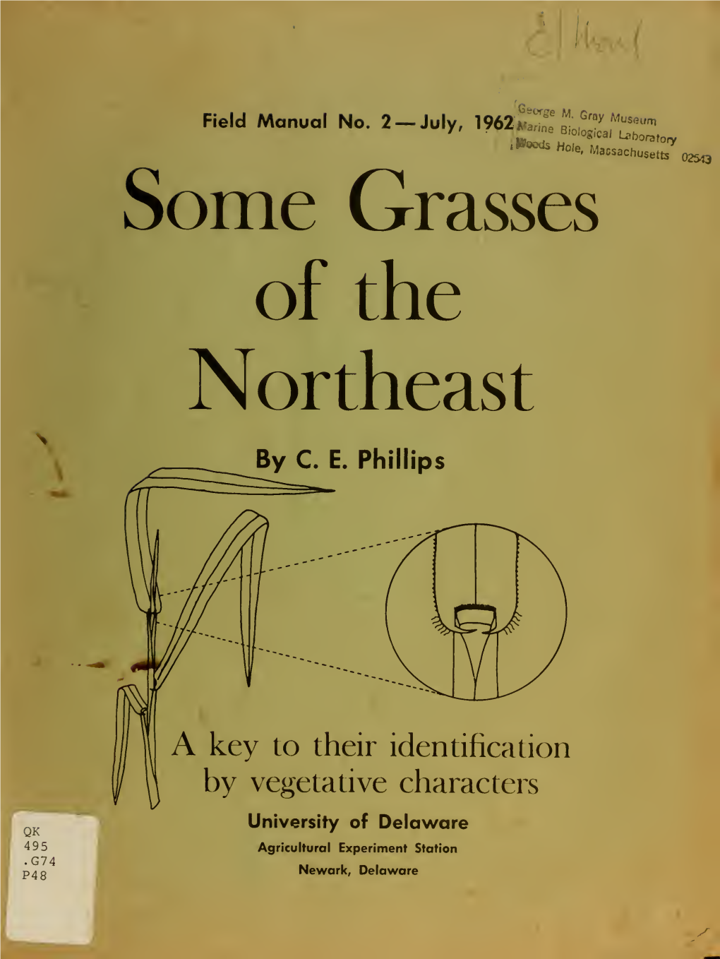 Some Grasses of the Northeast : a Key to Their Identification by Vegetative