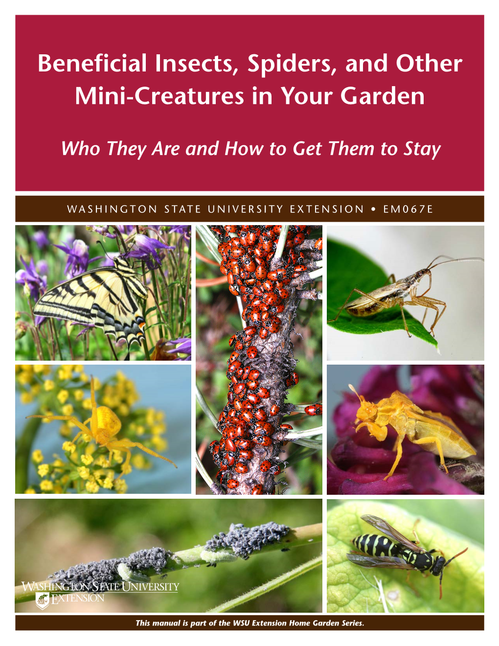 Beneficial Insects, Spiders, and Other Mini-Creatures in Your Garden