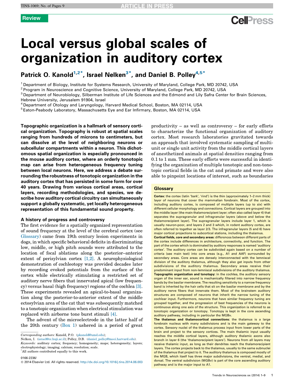 Local Versus Global Scales of Organization in Auditory Cortex