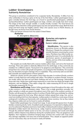 Lubber Grasshoppers – Subfamily Romaleinae