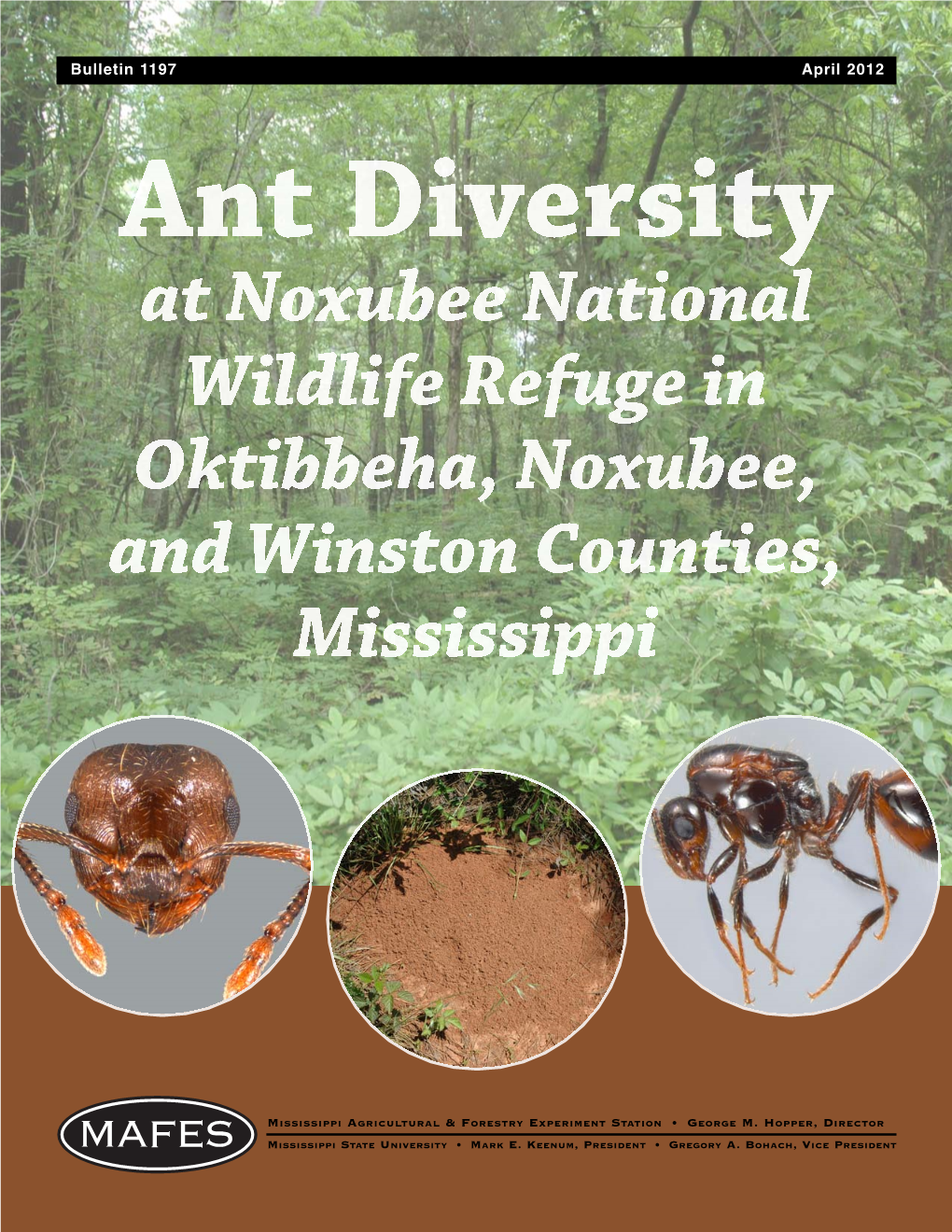 B1197 Ant Diversity at Noxubee National Wildlife Refuge In