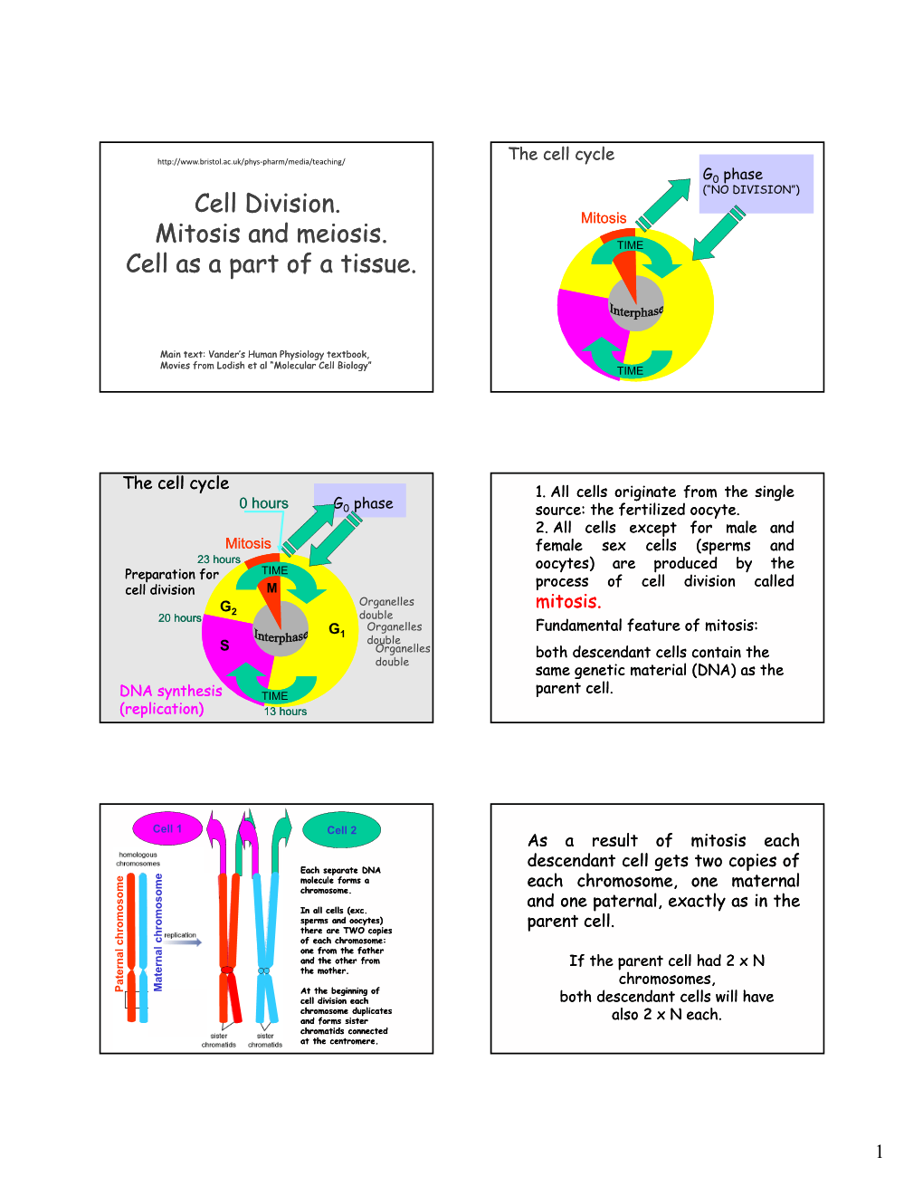 Cell Division. Mitosis and Meiosis. Cell As a Part of a Tissue. Cell