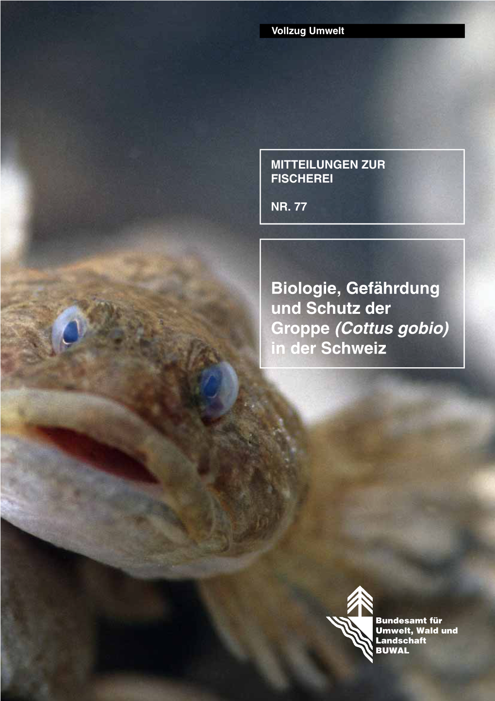 Cottus Gobio) in Der Schweiz