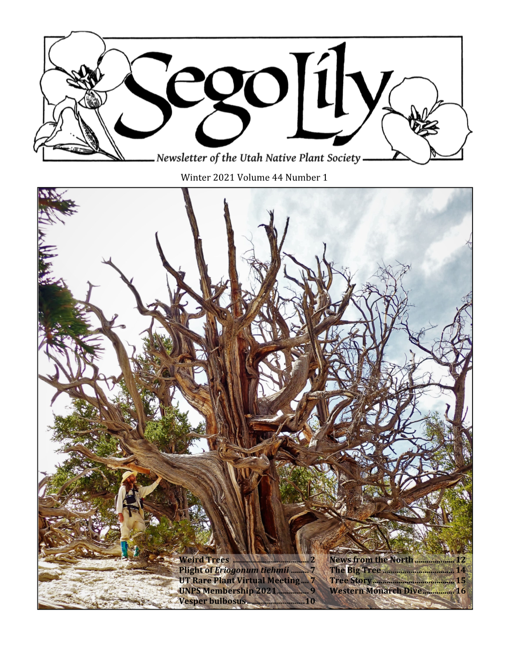 Winter 2021 Sego Lily Newsletter