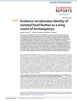 Evidence Corroborates Identity of Isolated Fossil Feather As a Wing Covert of Archaeopteryx Ryan M