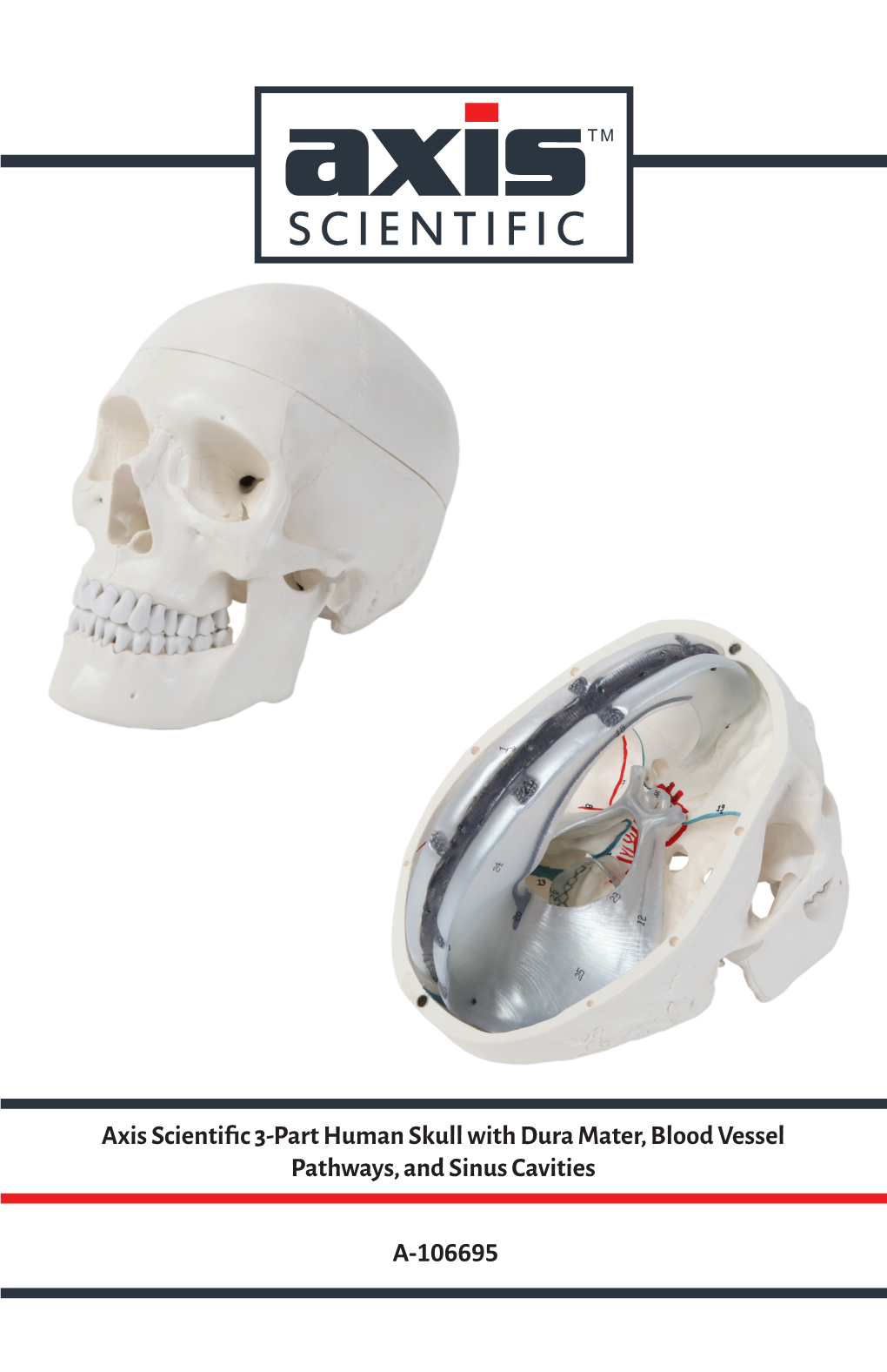 Axis Scientific 3-Part Human Skull with Dura Mater, Blood Vessel Pathways, and Sinus Cavities