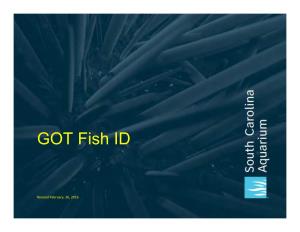 GOT Fish ID 2016.Pptx