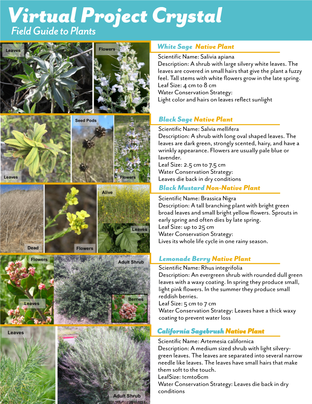 Plant Field Guide